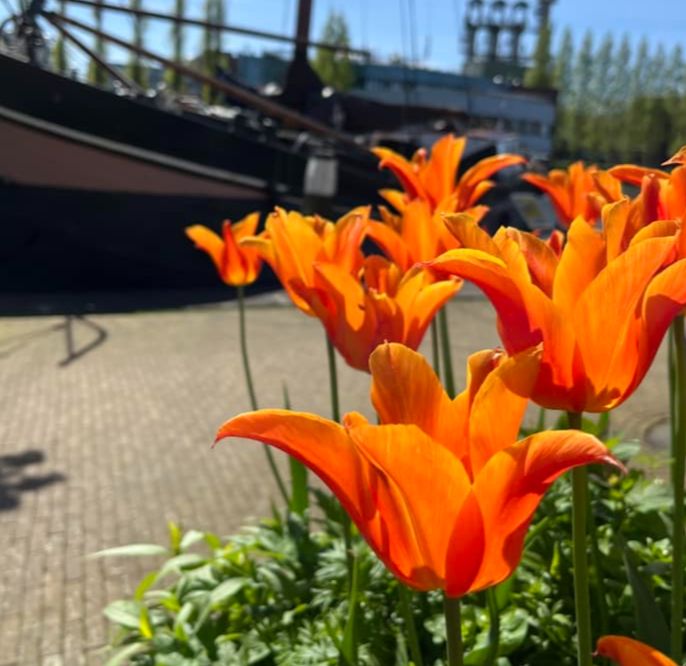 Museumhaven Gouda - Tulpen in de Museumhaven, foto: Marijke Otto